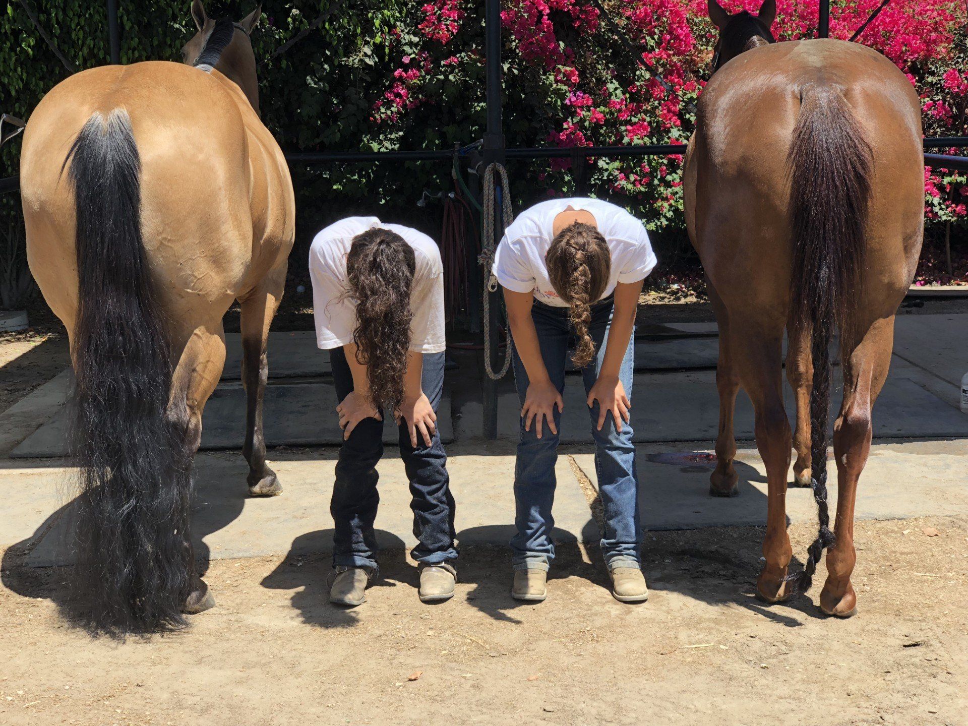 Two people bending over between two horses, seen from behind, in front of pink bougainvillea