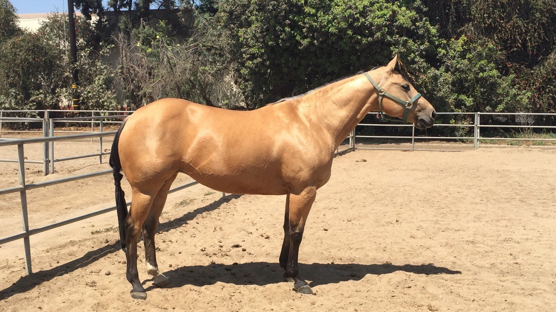 A palomino horse standing in a sand paddock
