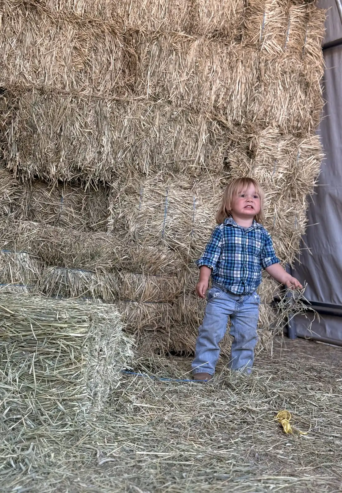 Toddler in the hay barn — the next generation of Bloomquist riders