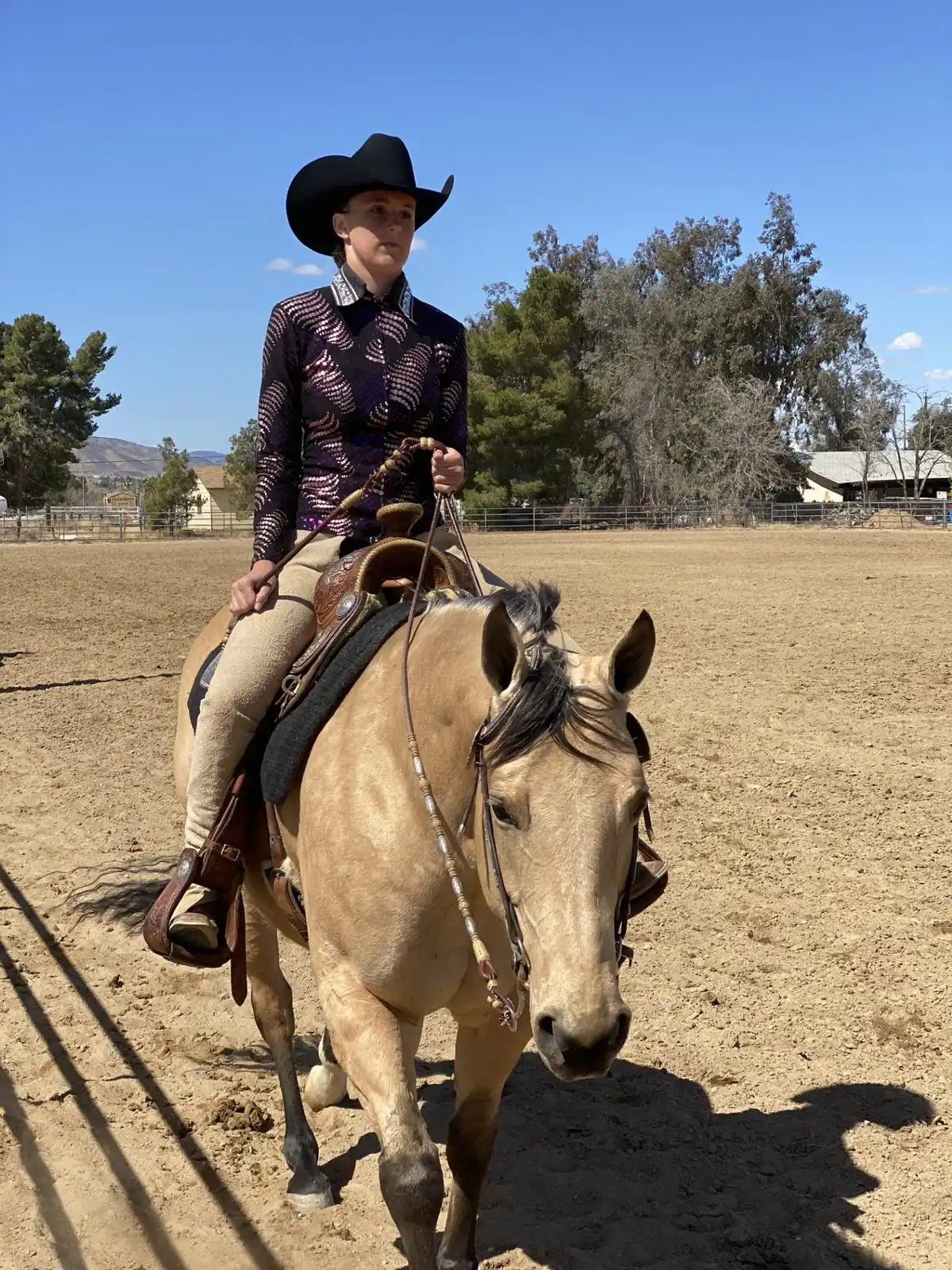 Western rider training on buckskin horse